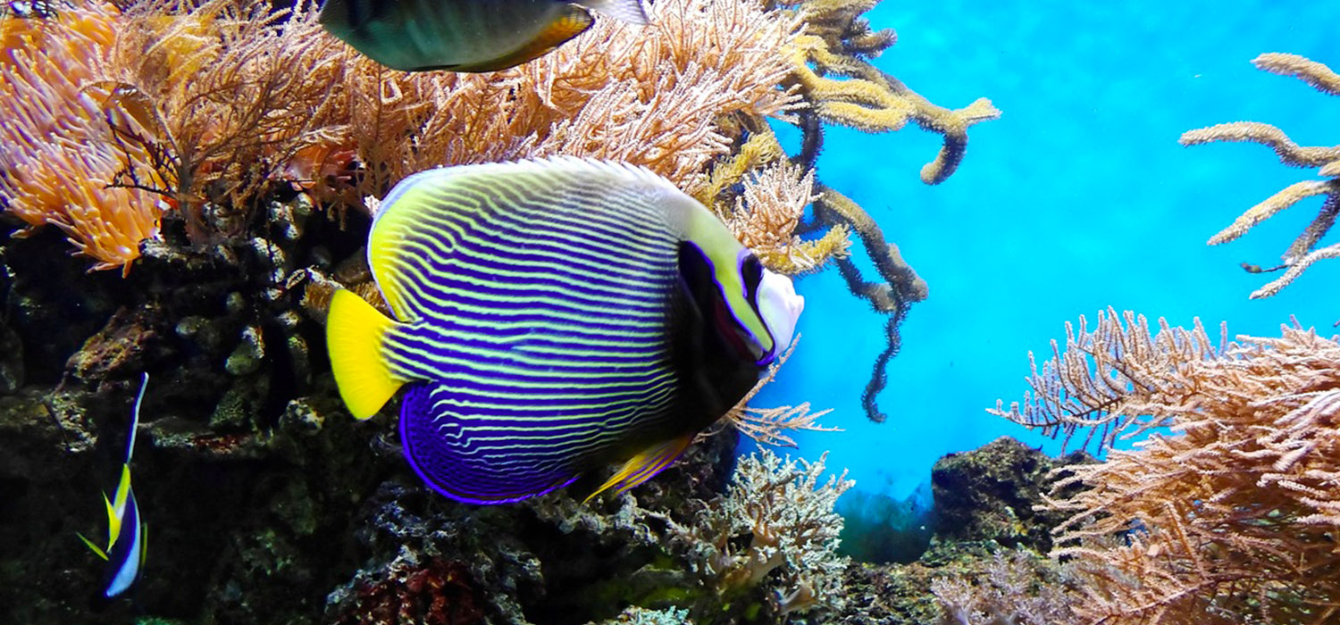 Aquarium Cleaning