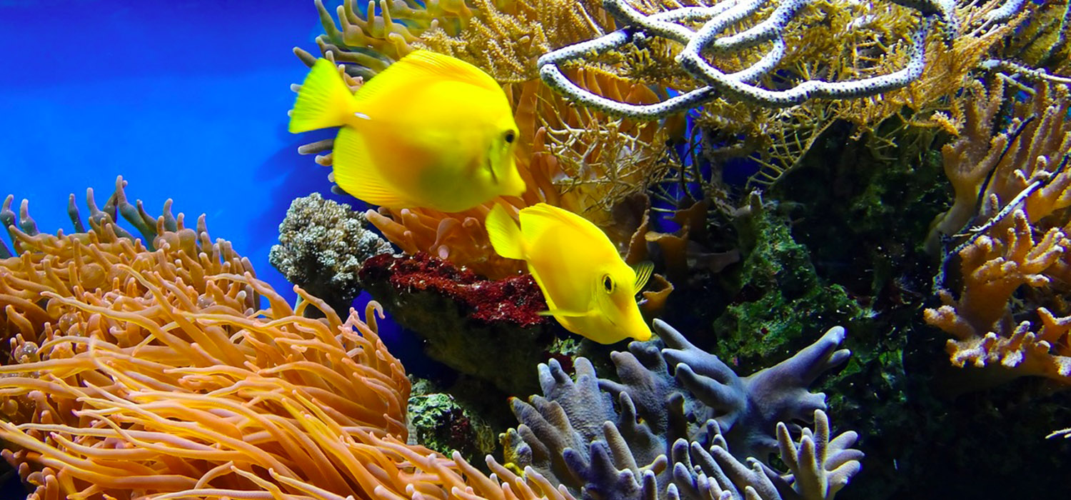 Aquarium Design and Decor