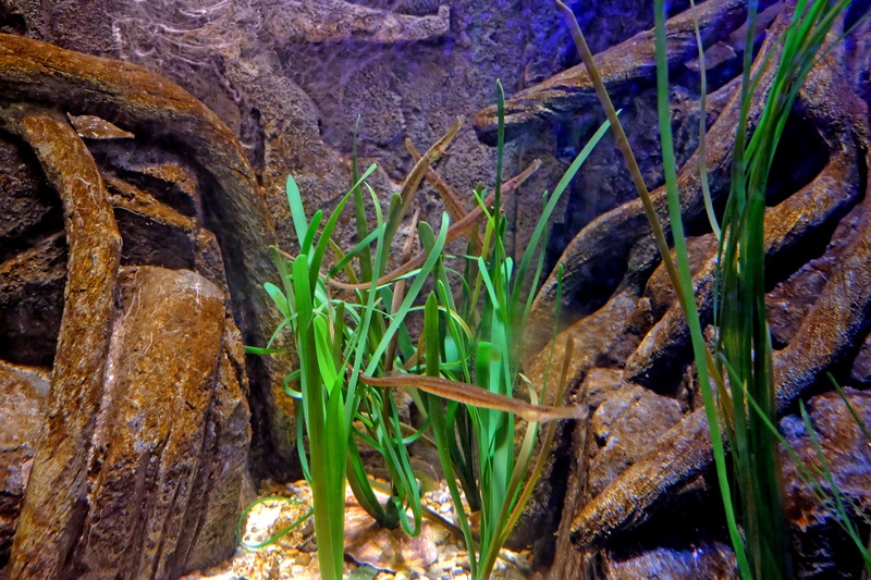 Aquarium Accessory