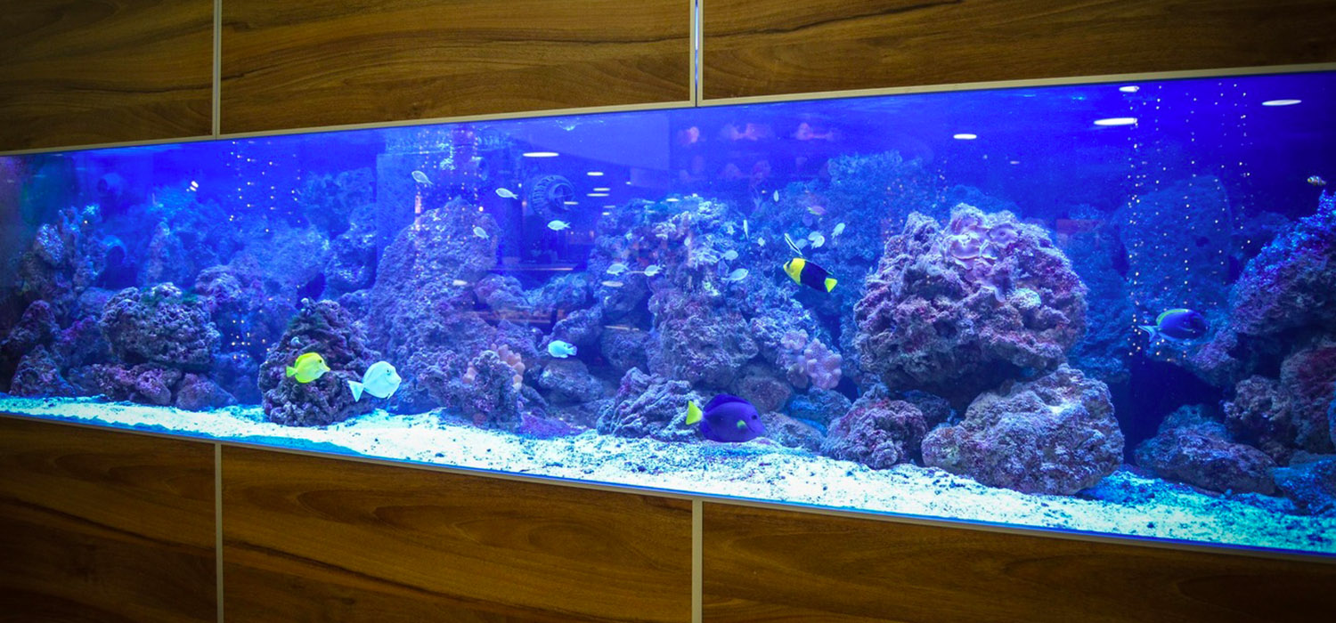 Large Fish Tank Installation