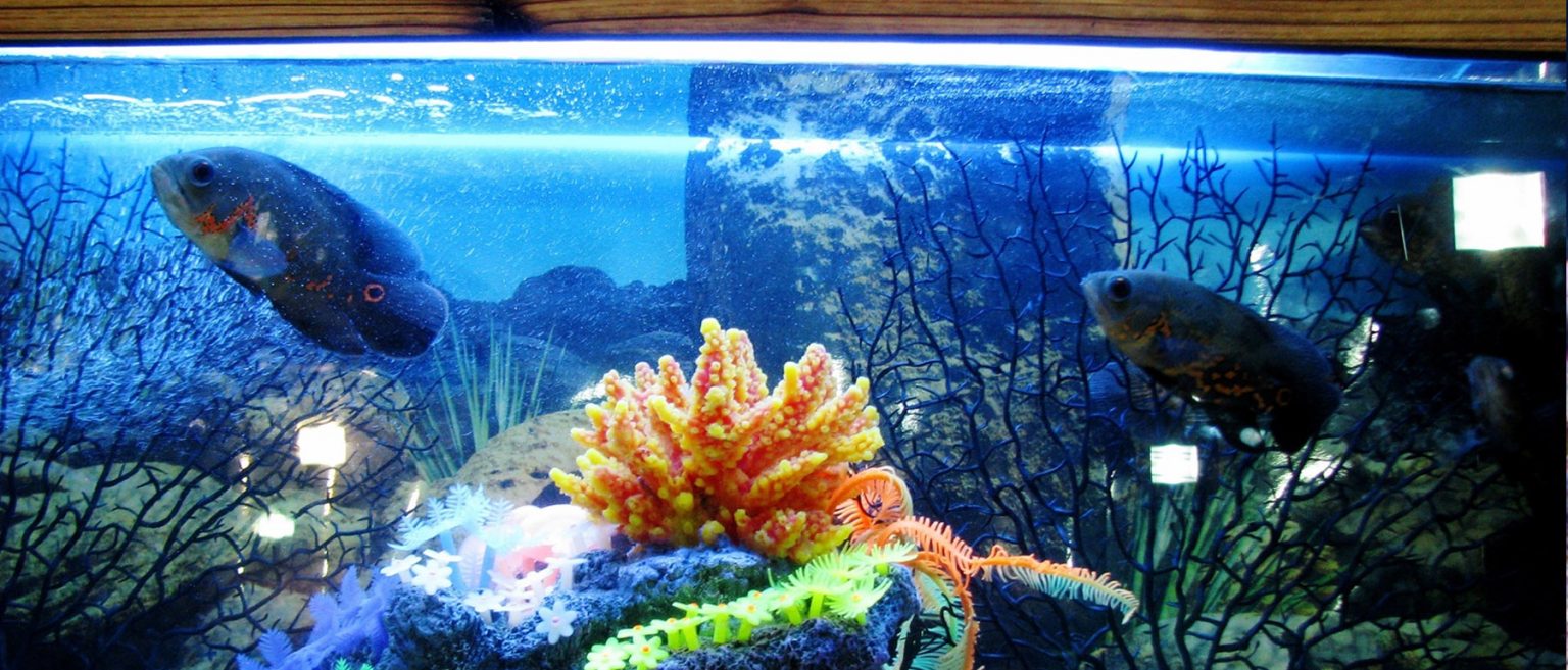 Large Fish Tank Installation Aquarium Shop