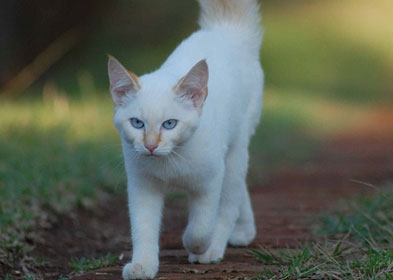 Pet Finder