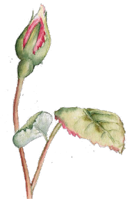 rose
